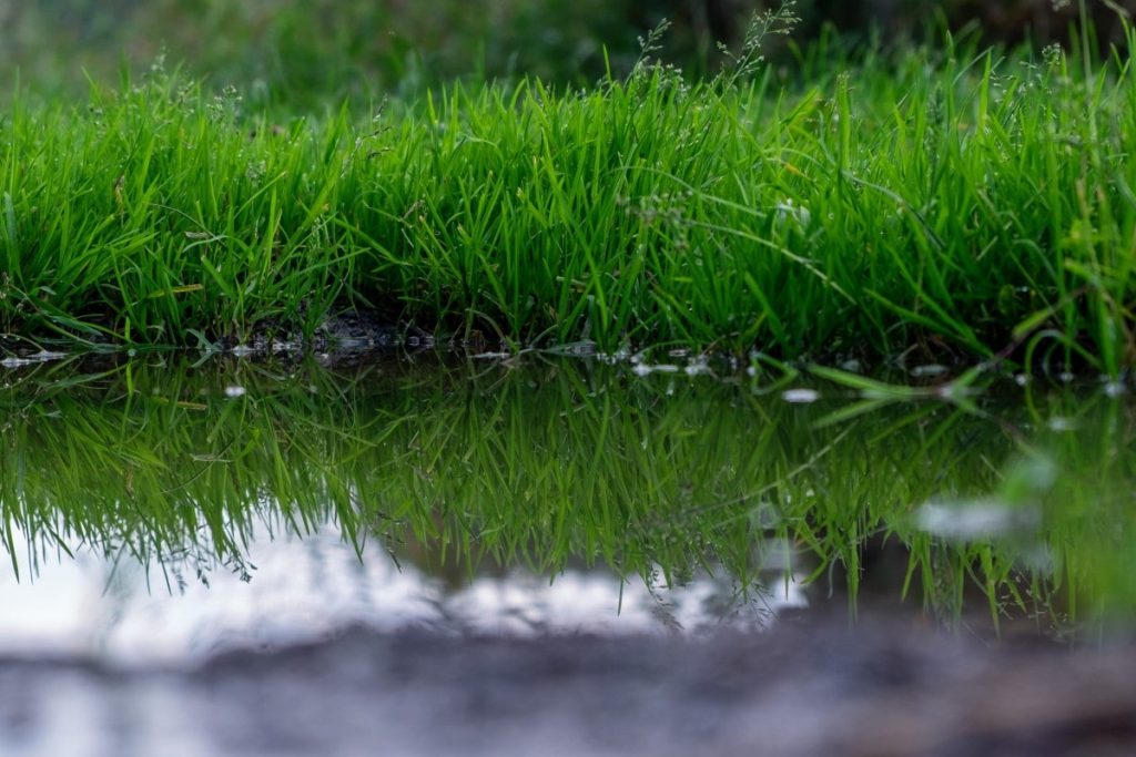 septic tank service lawn